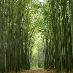 Bambu' gigante (Moso) da impianto