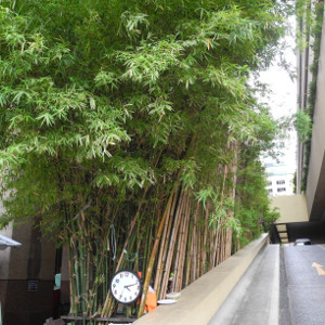 Phyllostachys aurea, bambù ornamentale