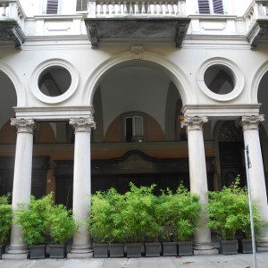 Phyllostachys aurea, bambù ornamentale