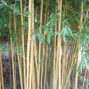 Phyllostachys aurea, bambù ornamentale