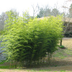 Phyllostachys aurea, bambù ornamentale