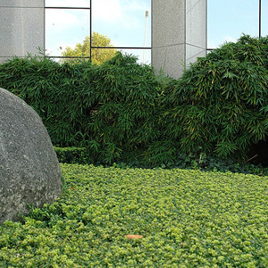 Phyllostachys aurea, bambù ornamentale