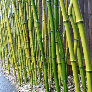 Phyllostachys aureosulcata aureocaulis, bambù ornamentale