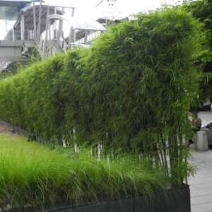 Phyllostachys aureosulcata aureocaulis, bambù ornamentale