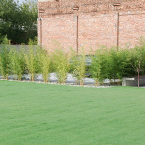 Phyllostachys aureosulcata aureocaulis, bambù ornamentale