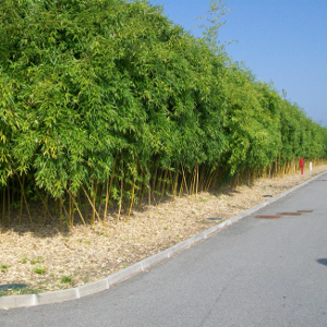 Phyllostachys aureosulcata aureocaulis, bambù ornamentale