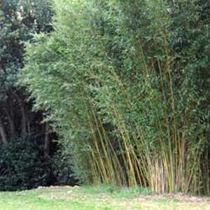 Phyllostachys bisettii, bambù ornamentale