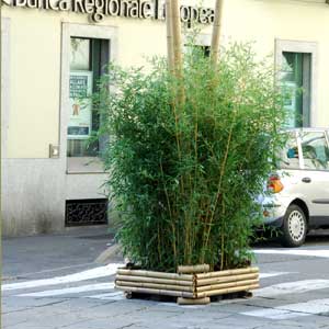 Phyllostachys bisettii, bambù ornamentale