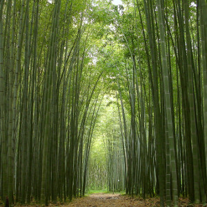 Phyllostachys edulis - P. pubescens - Moso, bambù ornamentale