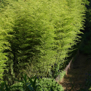 Phyllostachys edulis - P. pubescens - Moso, bambù ornamentale
