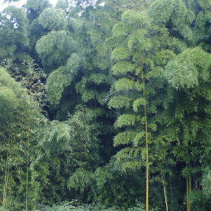 Phyllostachys edulis - P. pubescens - Moso, bambù ornamentale