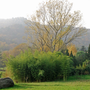 Phyllostachys edulis - P. pubescens - Moso, bambù ornamentale