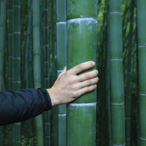 Phyllostachys edulis - P. pubescens - Moso, bambù ornamentale