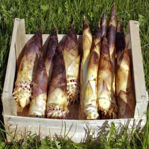 Phyllostachys edulis - P. pubescens - Moso, bambù ornamentale