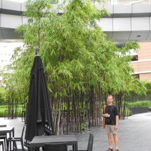 Phyllostachys nigra, bambù ornamentale