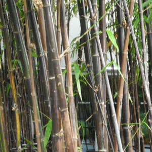 Phyllostachys nigra, bambù ornamentale