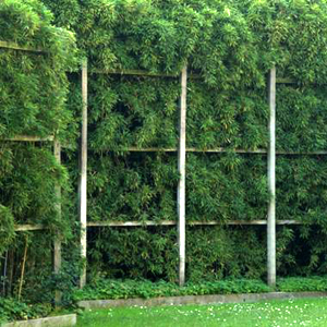 Phyllostachys nigra, bambù ornamentale
