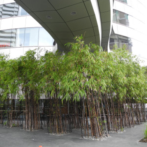 Phyllostachys nigra, bambù ornamentale