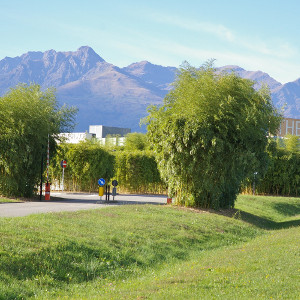 Phyllostachys viridiglaucescens, bambù ornamentale