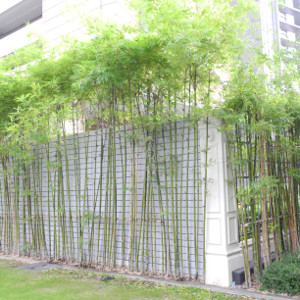 Phyllostachys viridiglaucescens, bambù ornamentale