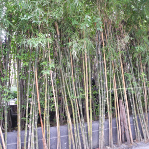 Phyllostachys viridiglaucescens, bambù ornamentale