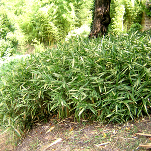 Pleioblastus fortunei variegatus, bambù ornamentale