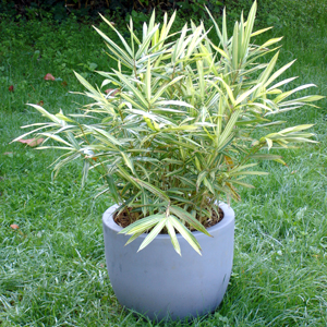 Pleioblastus fortunei variegatus, bambù ornamentale