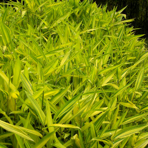 Pleioblastus viridistriatus auricoma, bambù ornamentale
