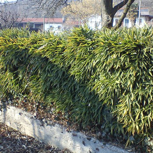 Pseudosasa japonica - metake, bambù