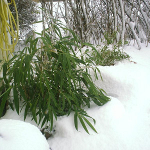 Pseudosasa japonica - metake, bambù