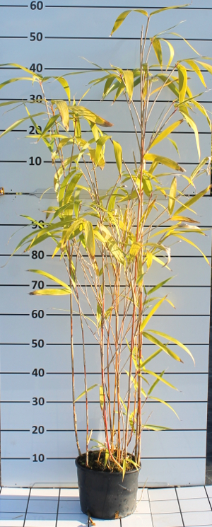 PBAV pseudosasa japonica t18