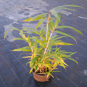 PBAV pseudosasa japonica t22
