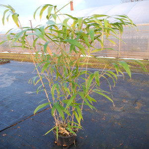 PBAV pseudosasa japonica t24