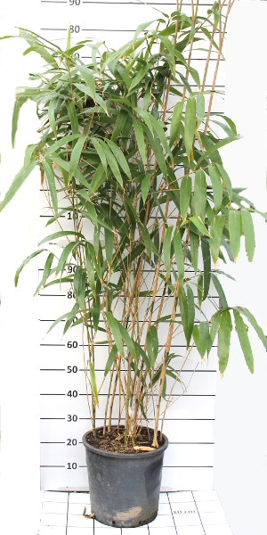 PBAV pseudosasa japonica t30