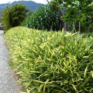 bambù Sasaella glabra albostriata masamuneana