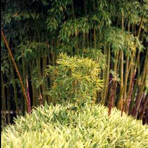 bambù Sasaella glabra albostriata masamuneana