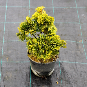 PCOV chamaecyparis obtusa nana gracilis aurea t15