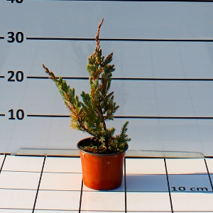 PCOV juniperus chinensis blue alps t12