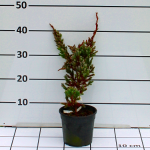PCOV juniperus chinensis blue alps t15