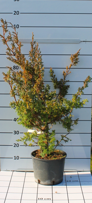 PCOV juniperus chinensis blue alps t24B