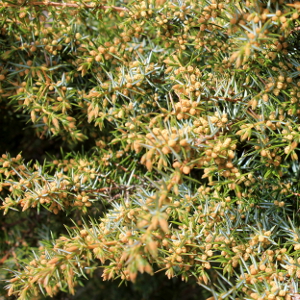 Juniperus comunis - ginepro comune - conifera sempreverde