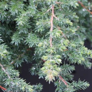 conifera juniperus conferta blu pacific