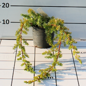 PCOV juniperus conferta blu pacific t14