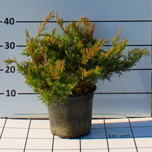 PCOV juniperus horizontalis andorra compacta t15