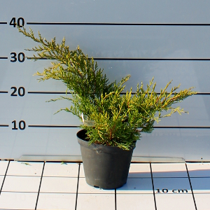 PCOV juniperus media old gold t15