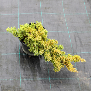 PCOV juniperus procumbens nana t15
