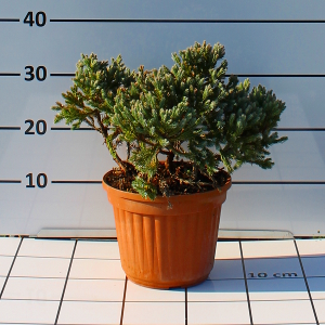 PCOV juniperus squamata blu star t15
