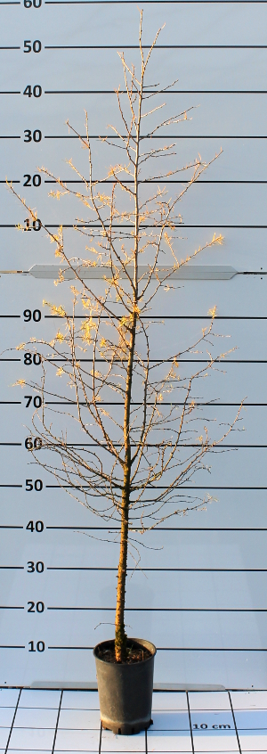 PCOV larix decidua t15A