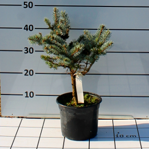 PCOV picea pungens glauca globosa t19