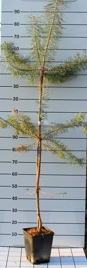 PCOV pinus sylvestris q2020